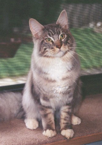 Luvpaws Maverick of Wyndabbey - maine-coon