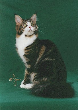 Pinecoon Kissme Kate of Smokeycoons - мейн-кун