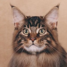 Smokeycoons Alejandro