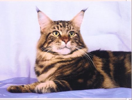 Wistariantale Magnifico - maine-coon