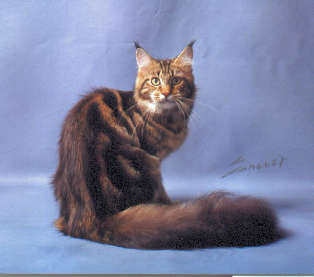 Acadiapark Tigerlilly of Wistariantale - мейн-кун