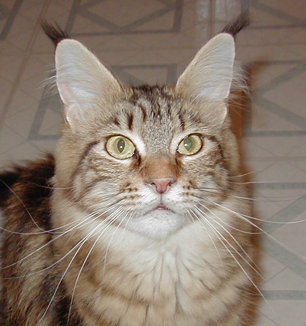 Wistariantale Amore of Smokeycoons - maine-coon