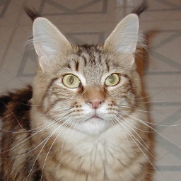 Wistariantale Amore of Smokeycoons