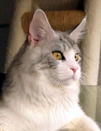 Versus Ice Dive - maine-coon