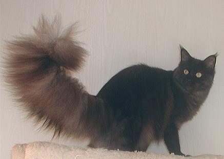 Versus Danae - мейн-кун