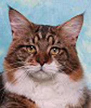 Cabincoon Quintus Arrius of HollisHill - Дорослий мейн-кун 10 місяців