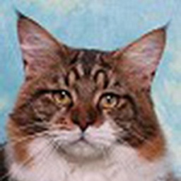 Cabincoon Quintus Arrius of HollisHill