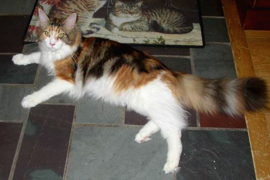 Hollishill Cosette - мейн-кун