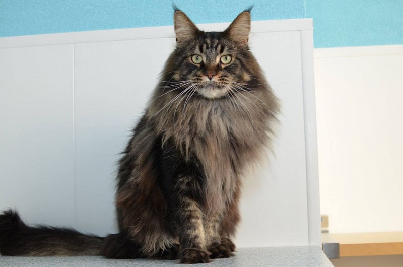 Mainelyclassic Tate of Tabula Rasa - maine-coon