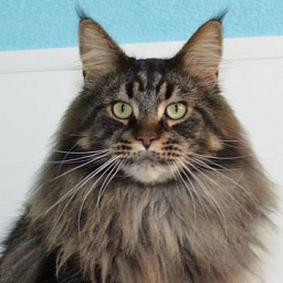 Mainelyclassic Tate of Tabula Rasa