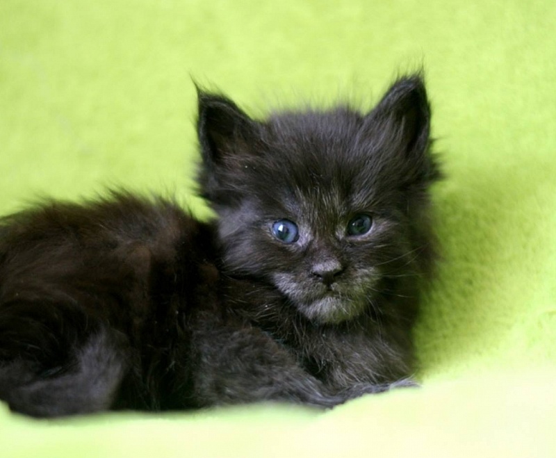 Yoda Monterini - maine-coon