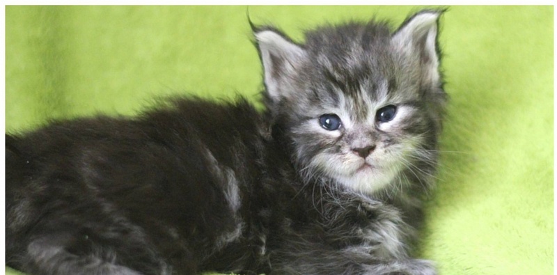 Youstas Monterini - maine-coon