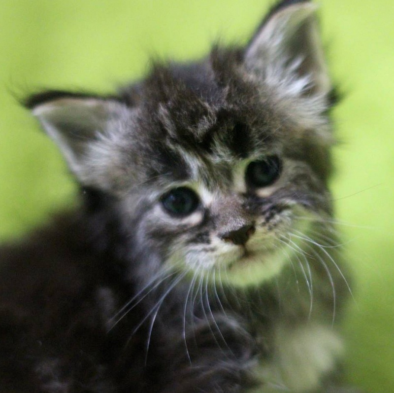 Yoshka  Monterini - maine-coon