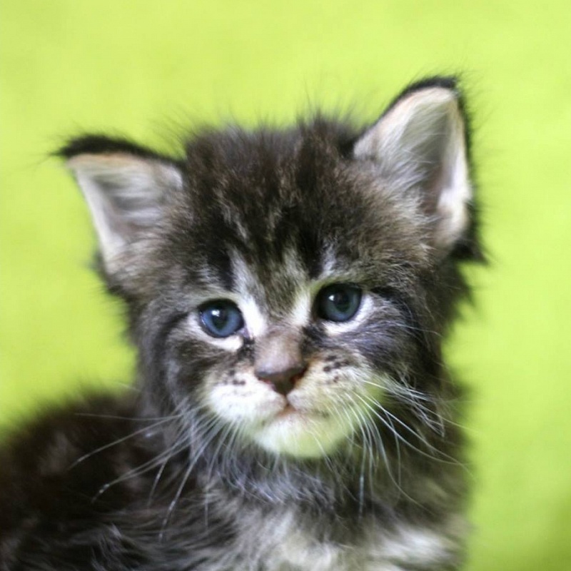 Yakira Monterini - maine-coon