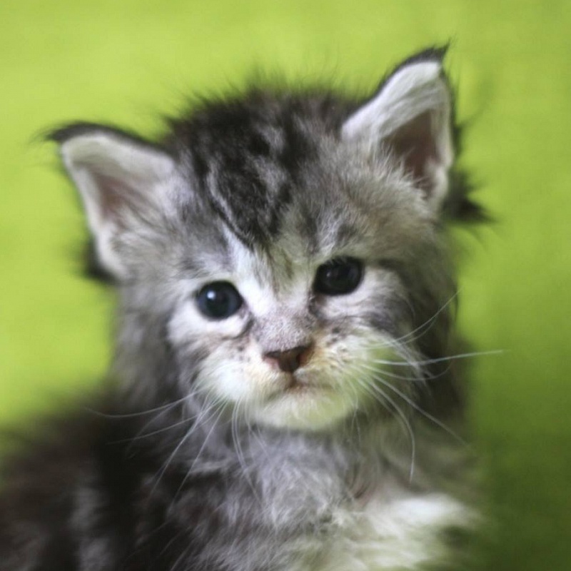 Yessi Monterini - maine-coon