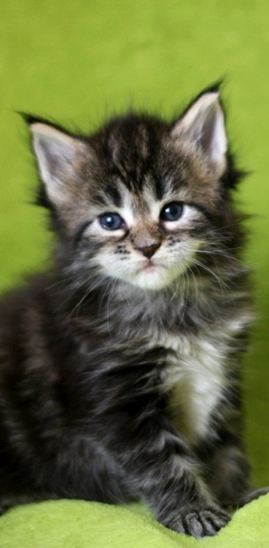 Yagodka Monterini - maine-coon