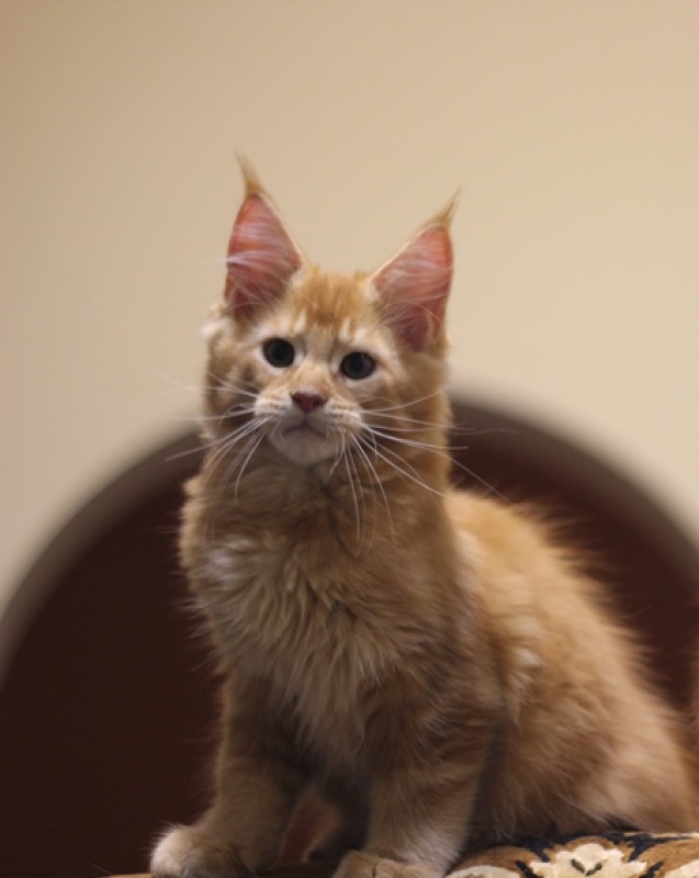 Zahar Monterini - Kitten maine-coon 2 months 3.5 weeks