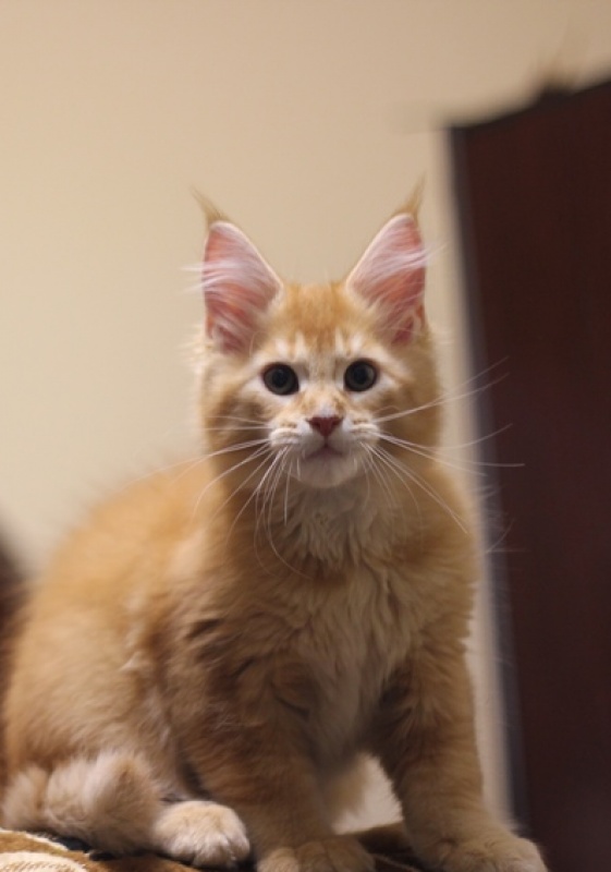 Zulus Monterini - Кошеня мейн-кун 2 місяця 3,5 тижні