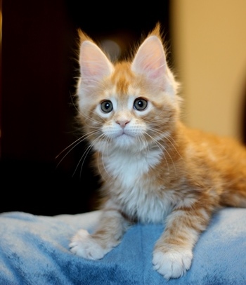 AN 225 Monterini - Kitten maine-coon 1 month 2 weeks