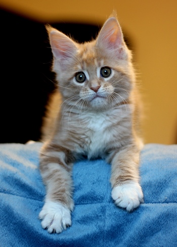 Ares Monterini - Kitten maine-coon 1 month 2 weeks