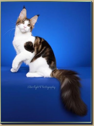 Kelim Coons Wildwood of CascadeMtn - мейн-кун