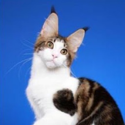 Kelim Coons Wildwood of CascadeMtn