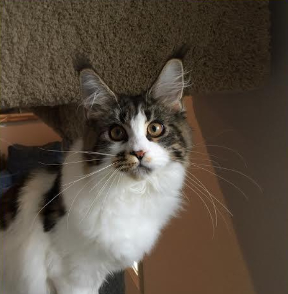 Mainesuspect EskimoPi of CascadeMtn - мейн-кун