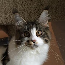 Mainesuspect EskimoPi of CascadeMtn