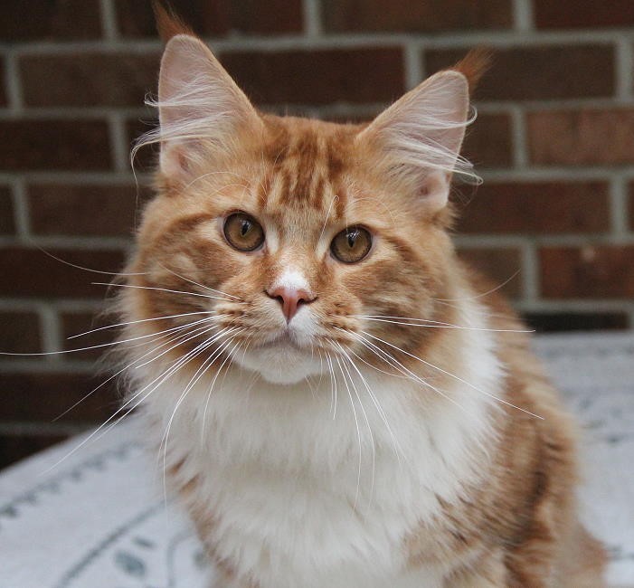 CascadeMtn Castiel of Kelim Coons - Дорослий мейн-кун 11 місяців 2 тижні