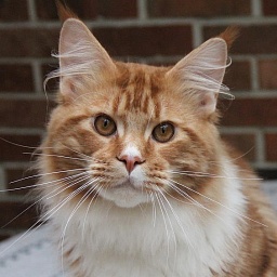 CascadeMtn Castiel of Kelim Coons