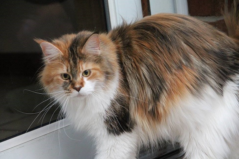 Kelim Coons Tangie - мейн-кун