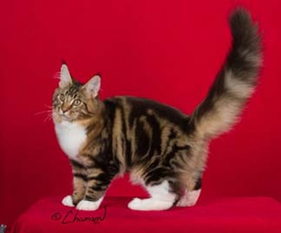 Calicats Masked Marauder - maine-coon