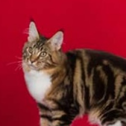 Calicats Masked Marauder