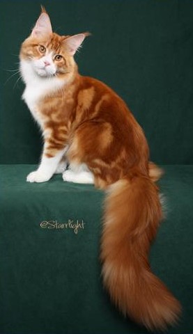 Mainesuspect Yuma of CascadeMtn - мейн-кун