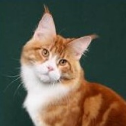 Mainesuspect Yuma of CascadeMtn