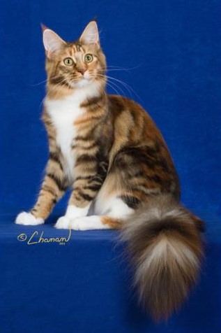 Whatatrill Caliente of CascadeMtn - maine-coon