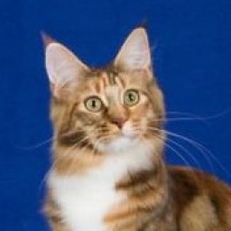 Whatatrill Caliente of CascadeMtn