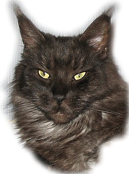 Escape's Hermione - maine-coon