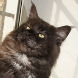 Electric Light Silvi-Cola