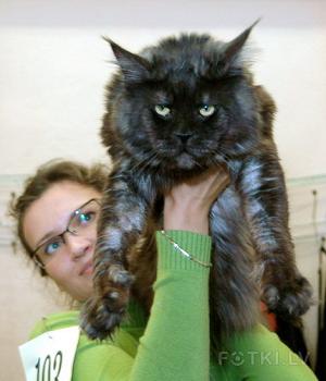 Electric Light Silvi-Cola - maine-coon