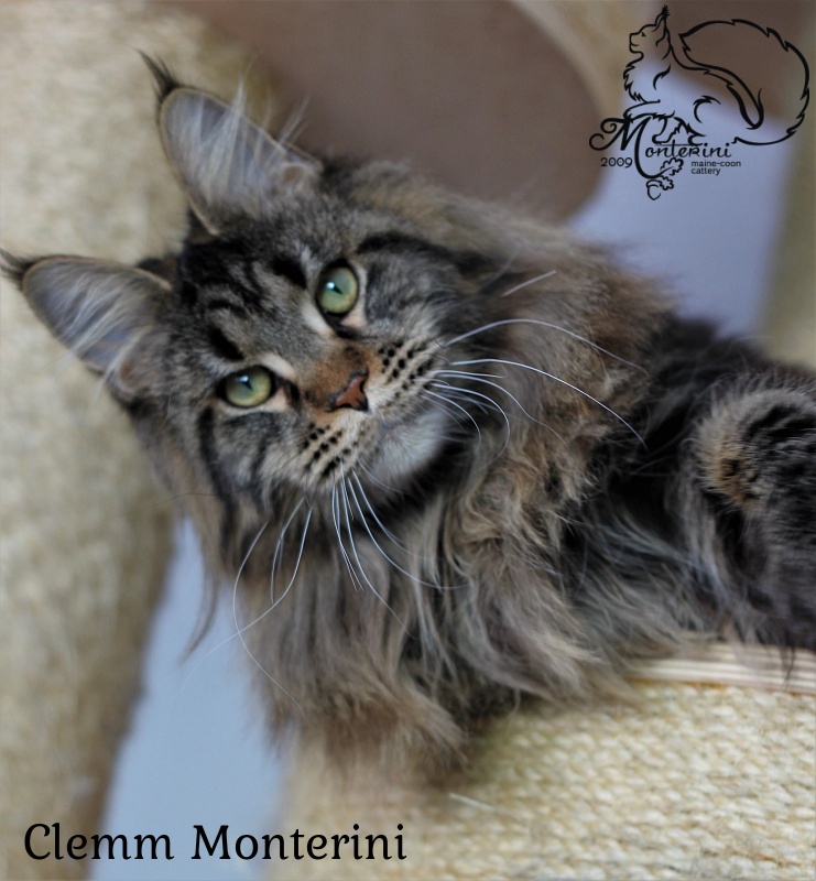 Clemm Monterini - maine-coon