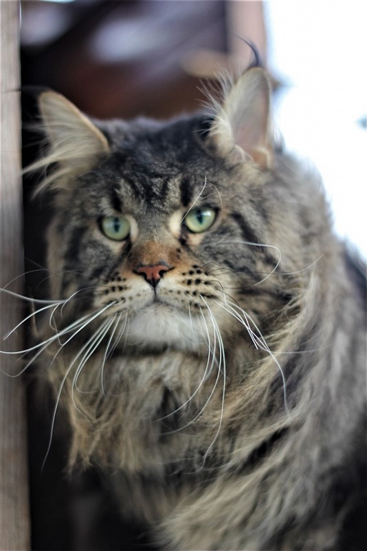 Clemm Monterini - Adult maine-coon 1 year 11 months 0.5 weeks
