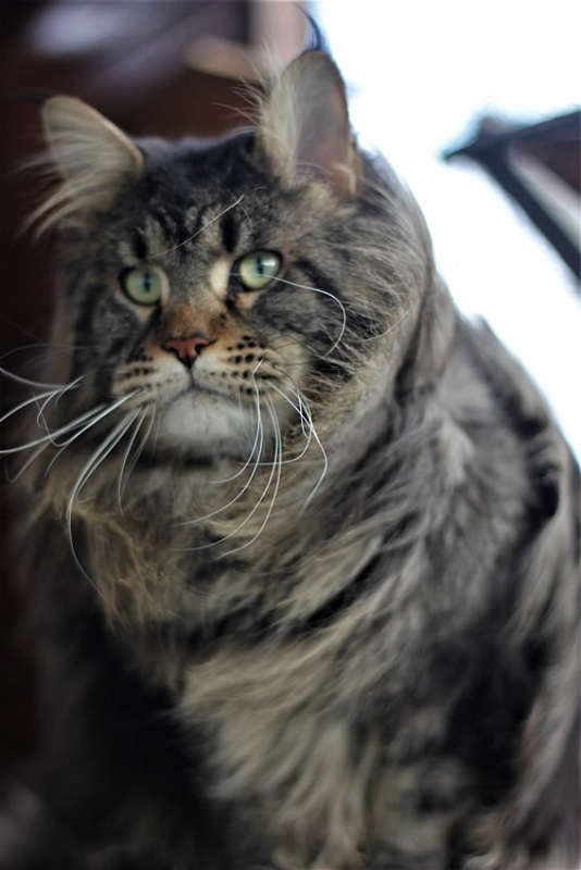 Clemm Monterini - Adult maine-coon 1 year 11 months 0.5 weeks