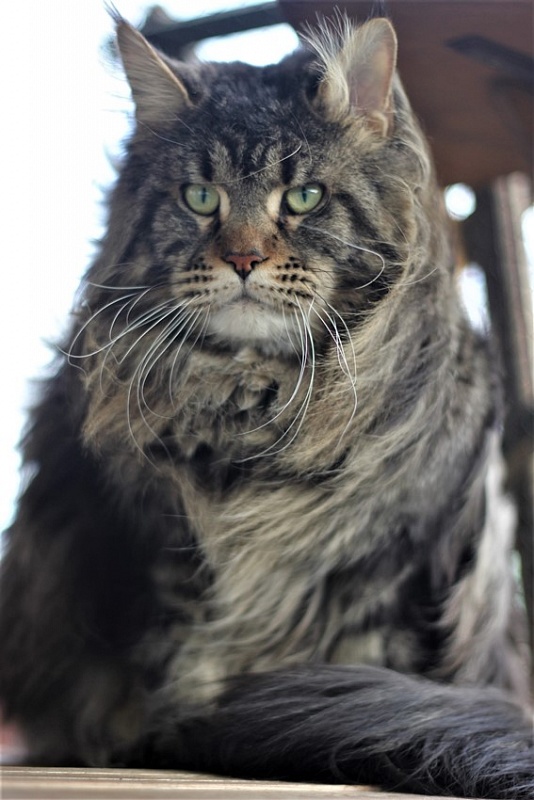 Clemm Monterini - Adult maine-coon 1 year 11 months 0.5 weeks