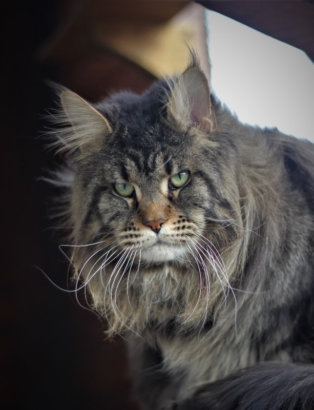 Clemm Monterini - Adult maine-coon 1 year 11 months 0.5 weeks