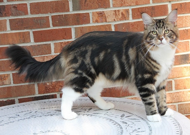 Kelim Coons Supernatural Sam - Дорослий мейн-кун 11 місяців 0,5 тижнів