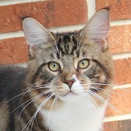 Kelim Coons Supernatural Sam