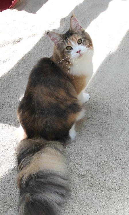 Kelim Coons Mia - Юніор мейн-кун 9 місяців 1 тиждень