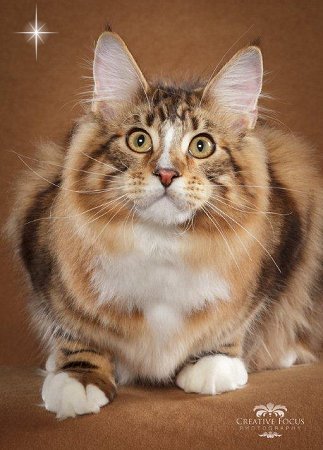 CJPaws Bogey of Catgo - maine-coon