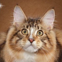 CJPaws Bogey of Catgo